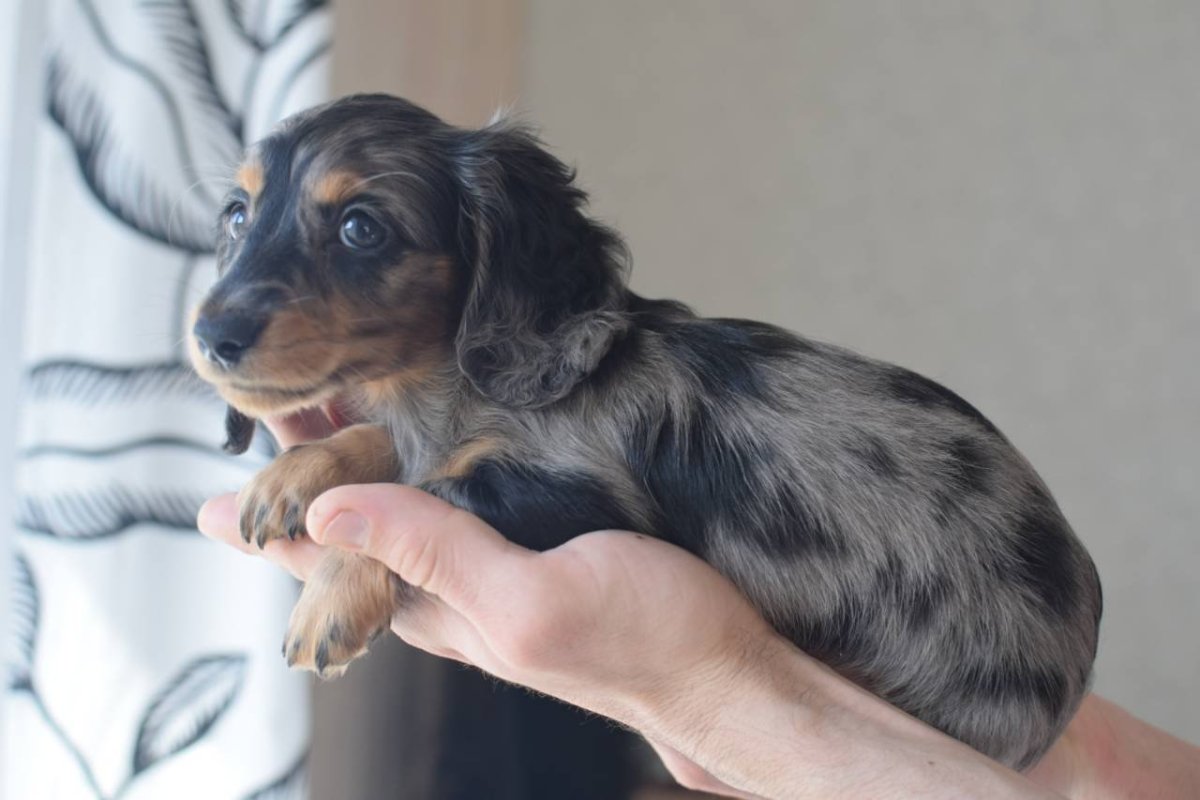 Мини такса длинношерстная