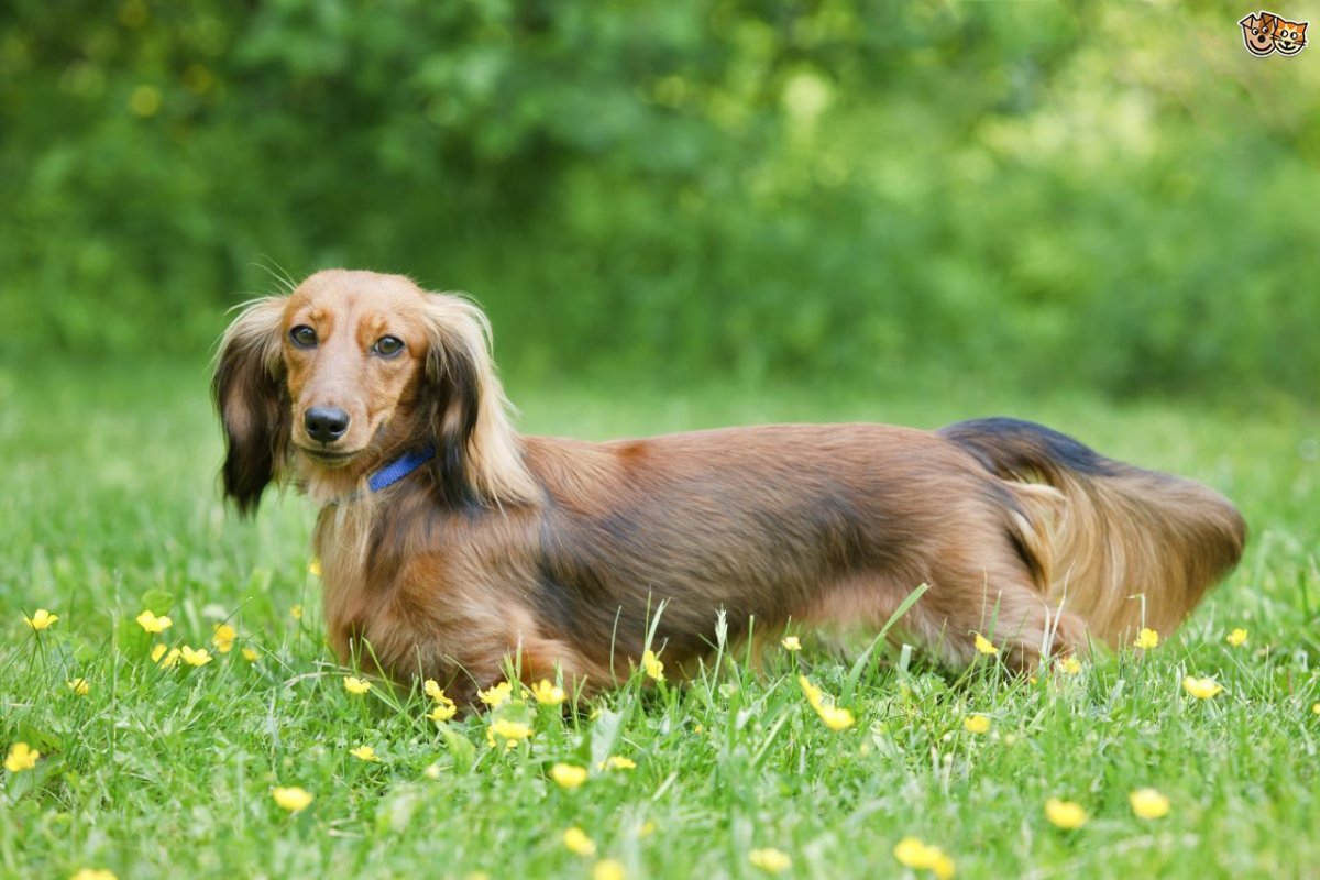 Породная стрижка длинношерстной таксы