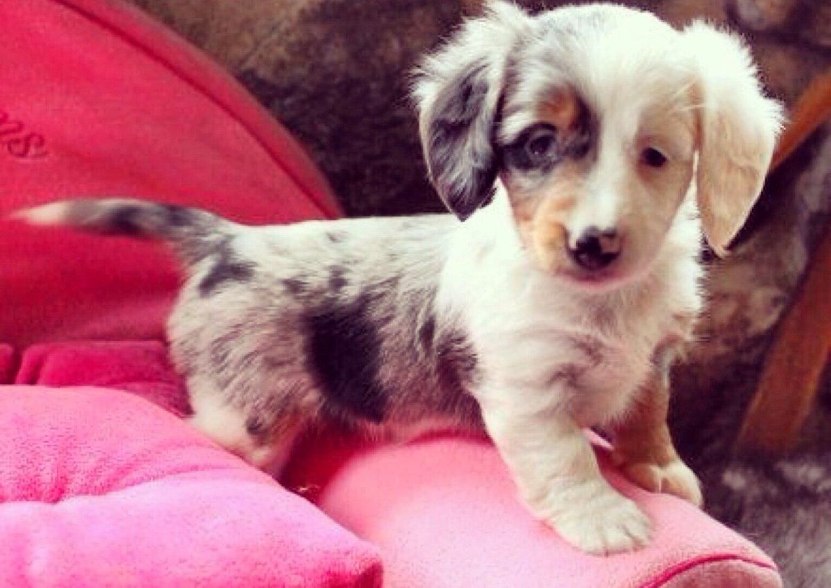 Кроличья такса мраморная