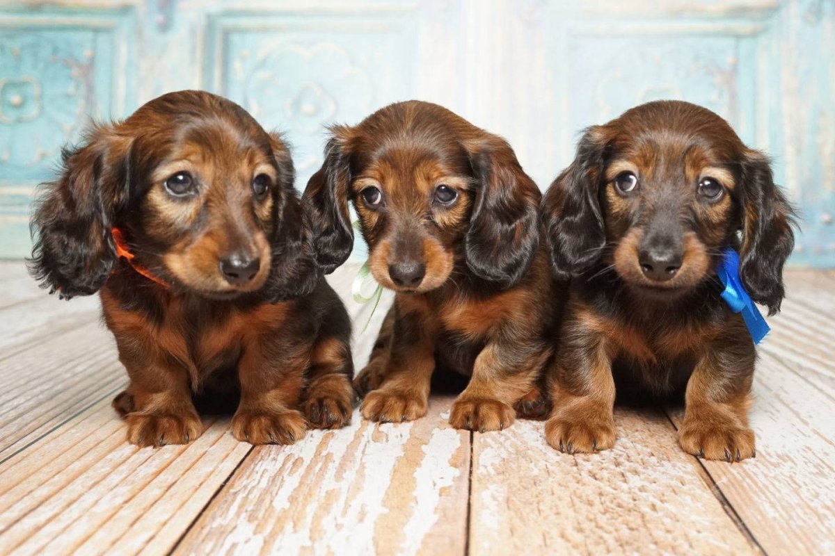Miniature Dachshund порода