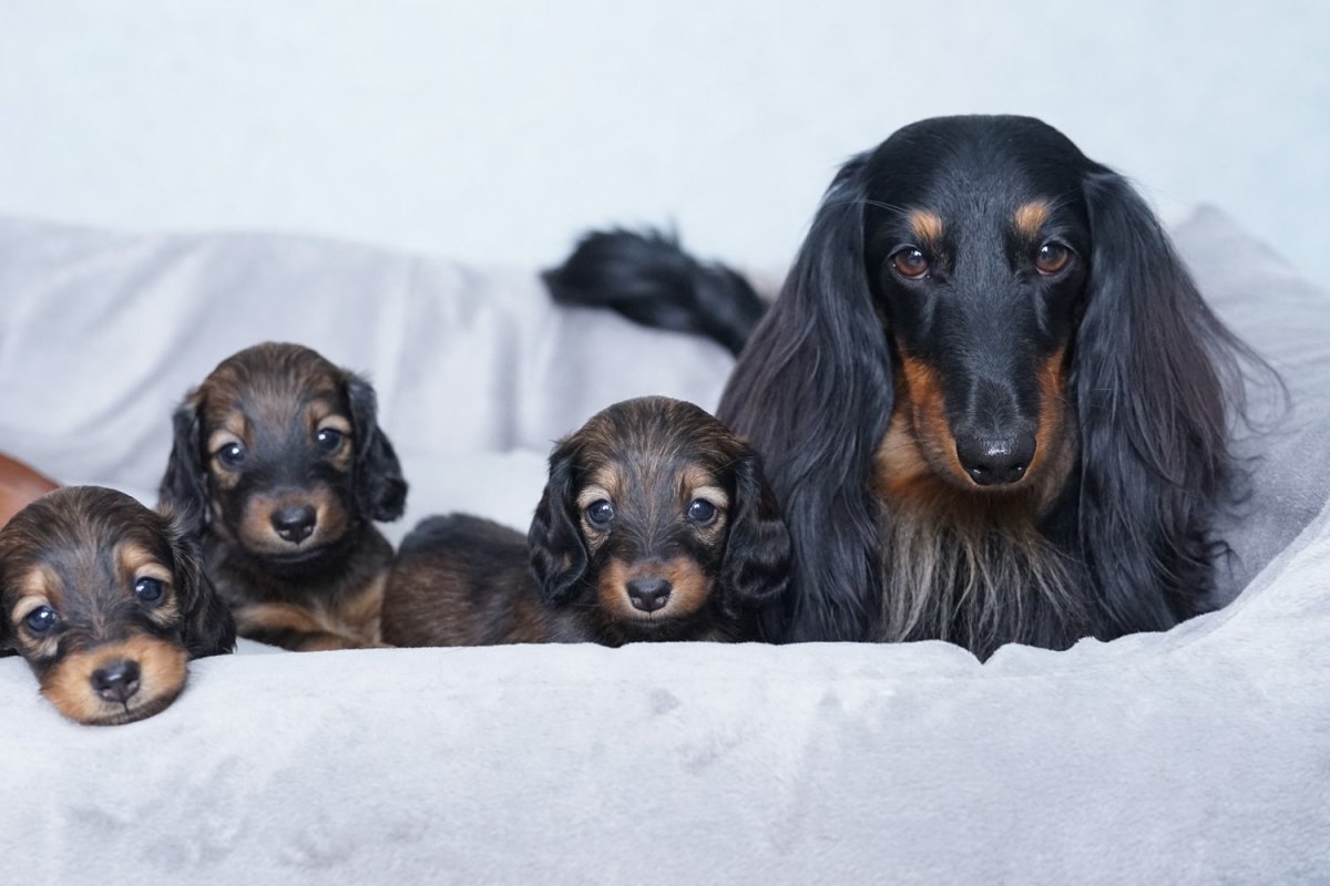 Такса длинношерстная