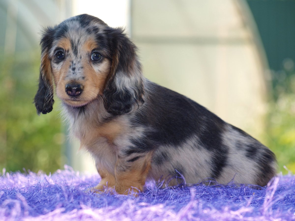 Собака с длинными лохматыми ушами