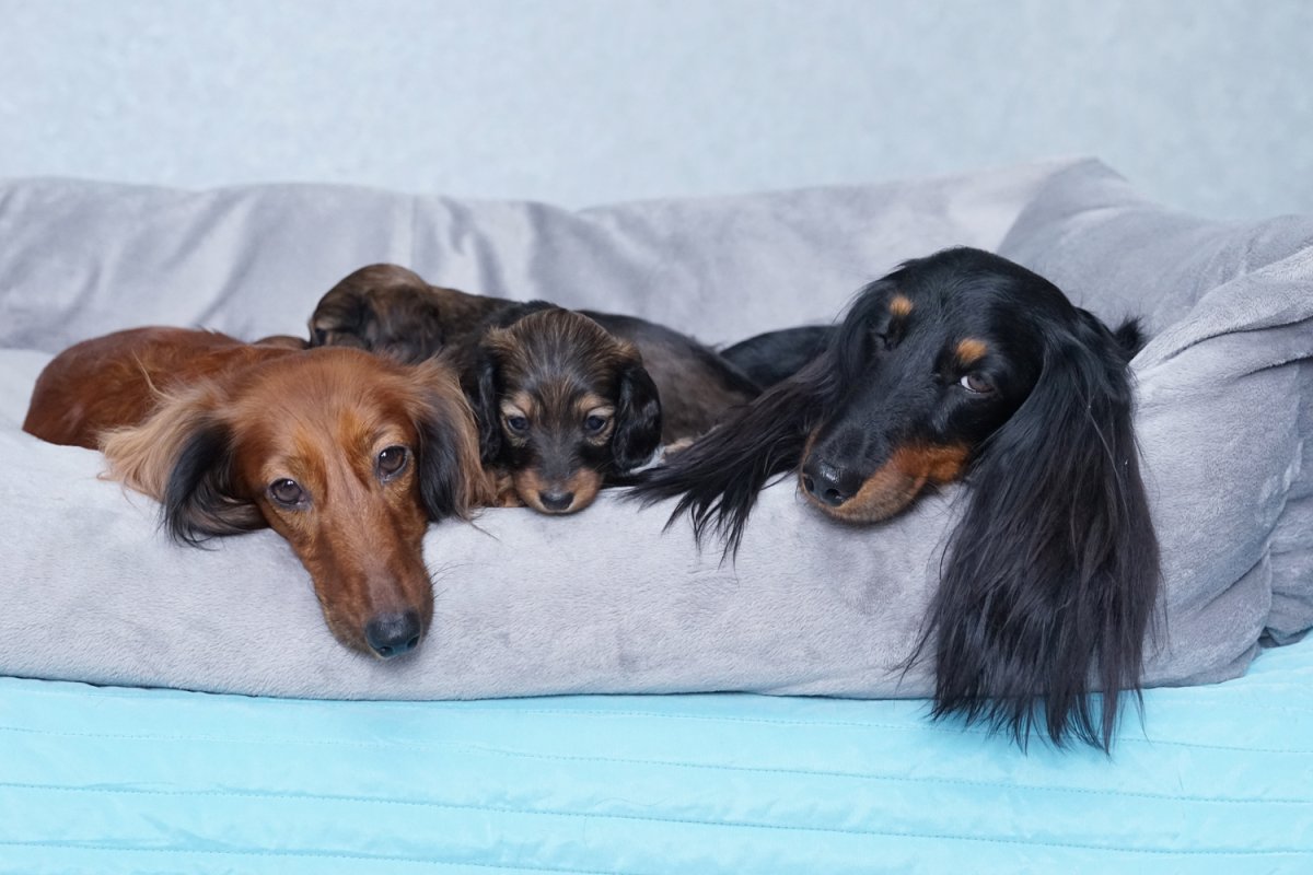 Длинношерстная такса светлая