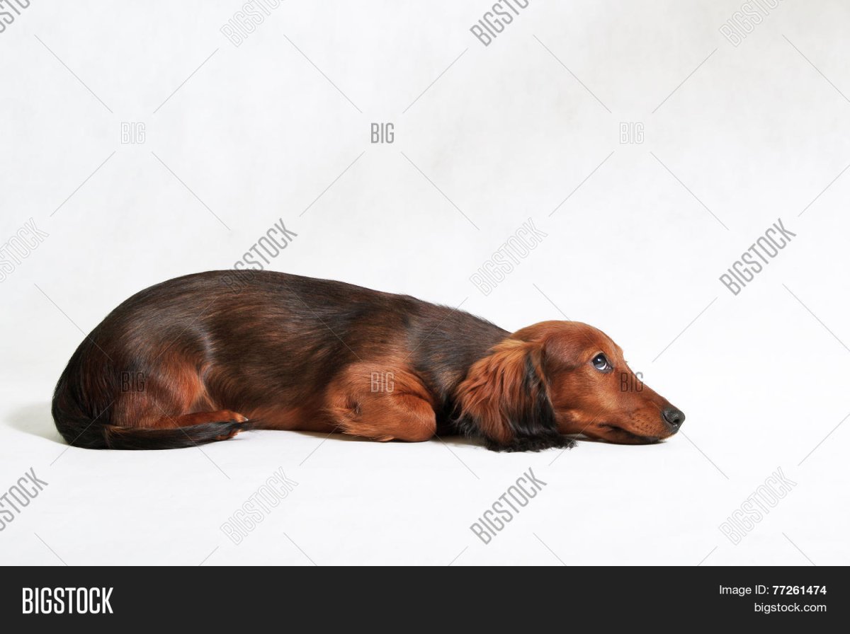 Такса длинношерстная