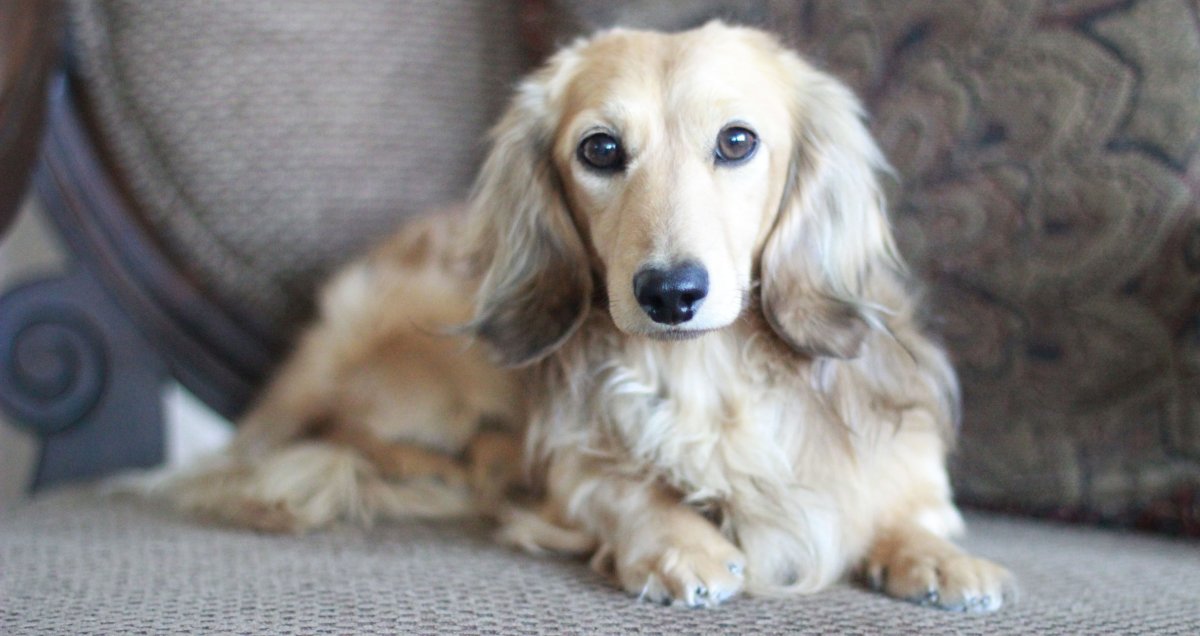 Шадед крем такса длинношерстная