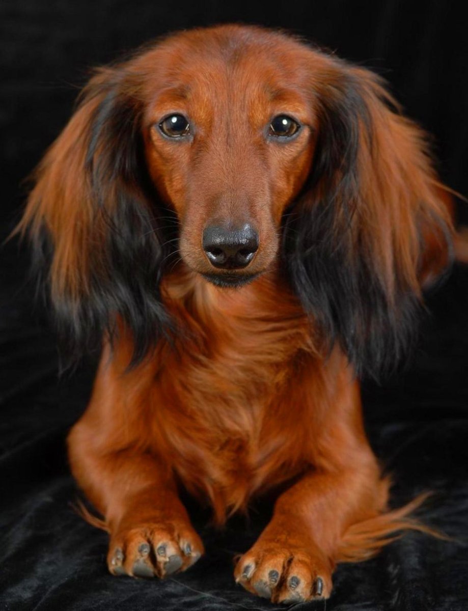 Такса длинношерстная кроличья черная