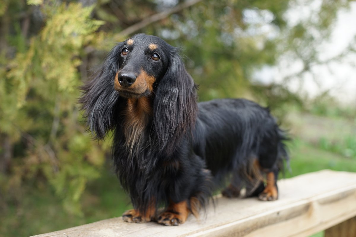 Miniature Dapple Dachshund