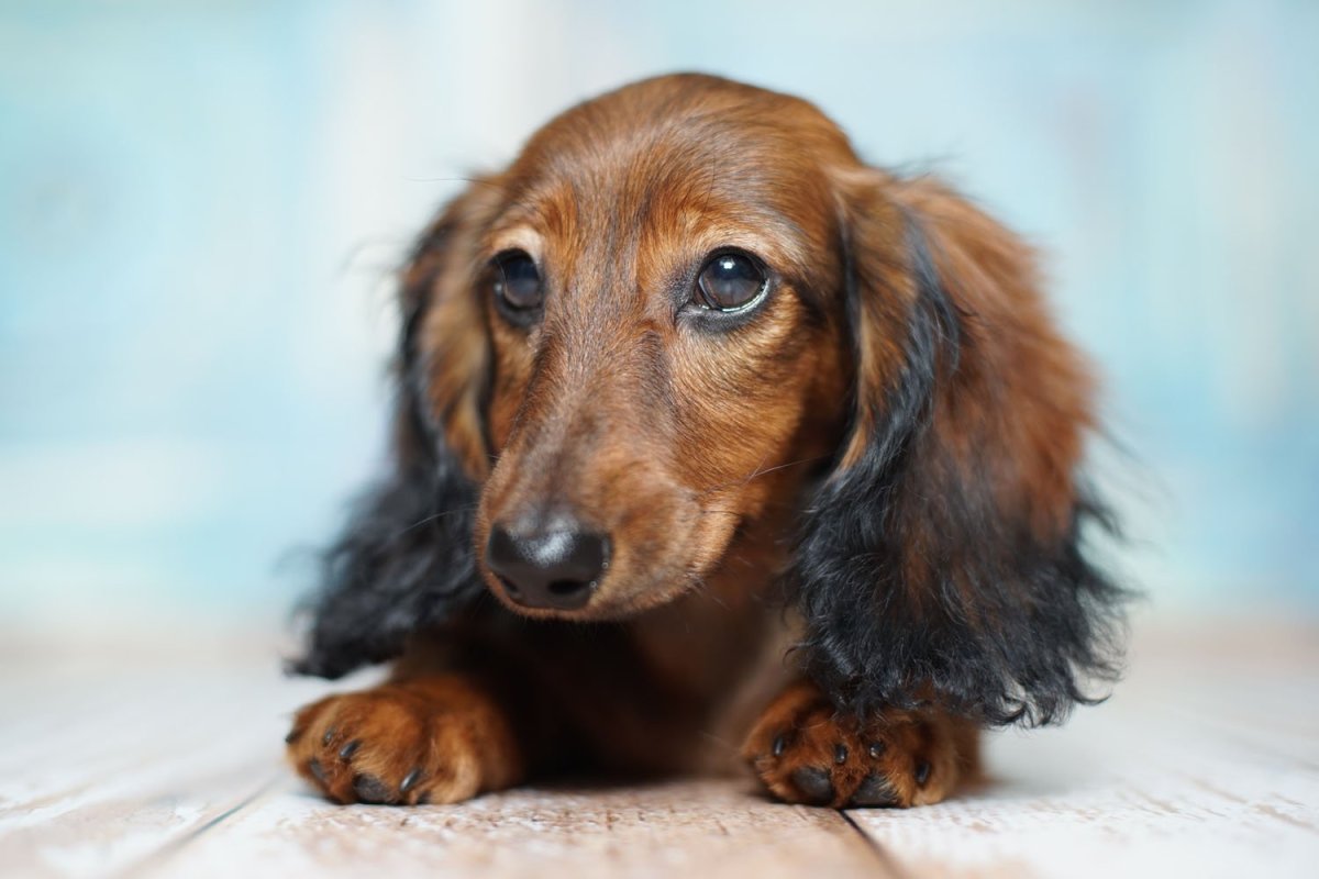 Королевская такса длинношерстная