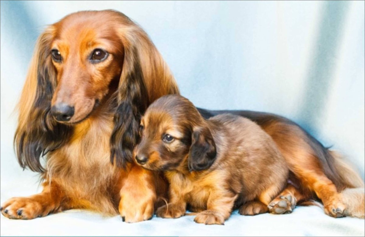 Такса длинношерстная