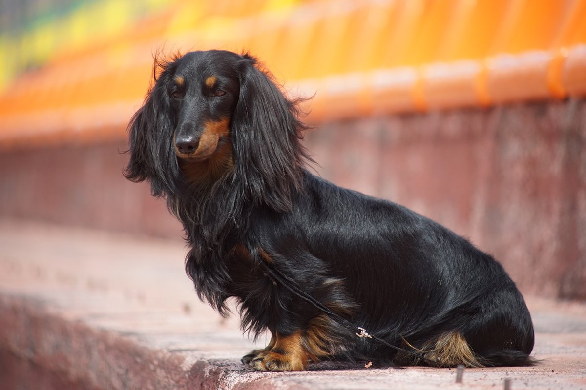 Щенок таксы длинношерстной