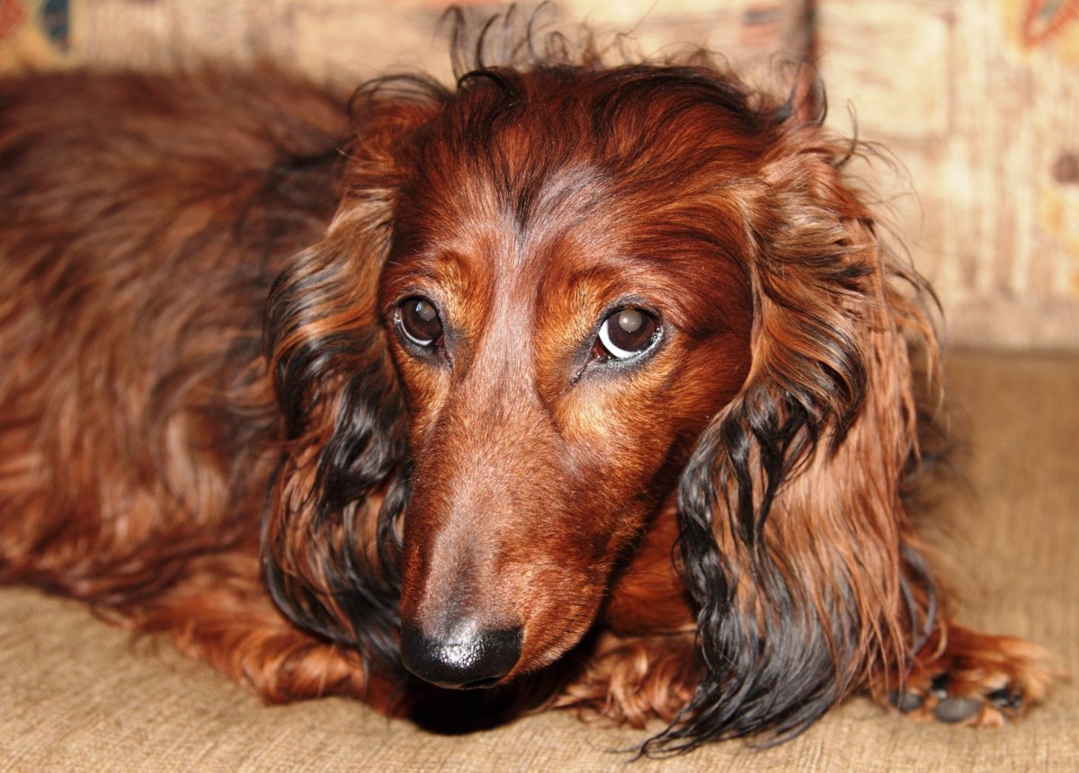 Щенок Графика