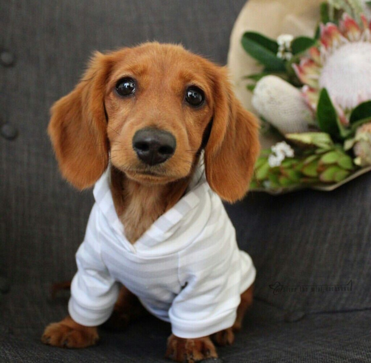 Норная такса