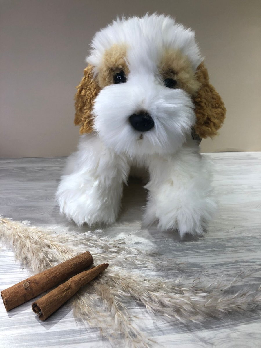 Бишон фризе и Кинг Чарльз спаниель