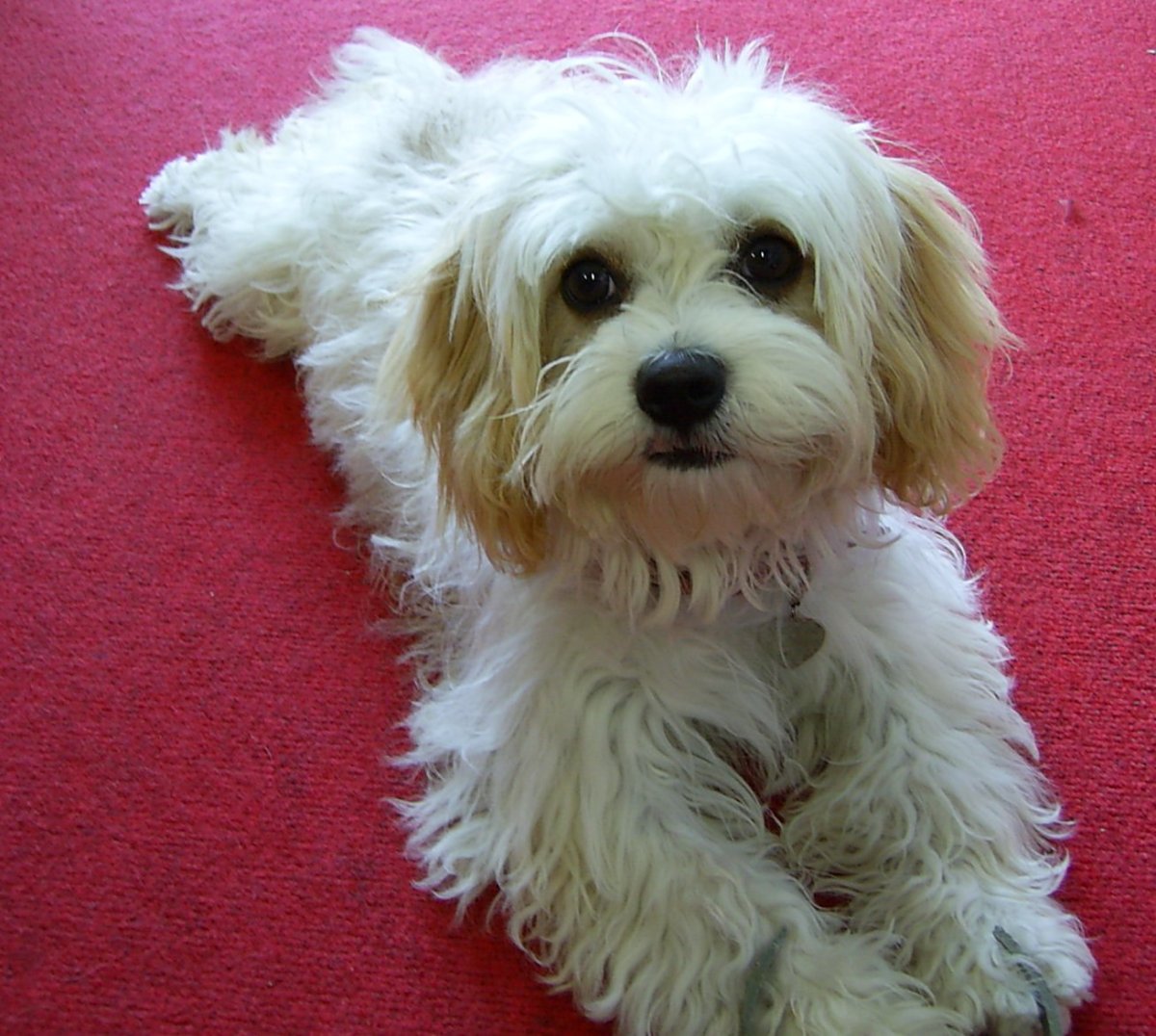 Болоньез хаванез Мальтийская