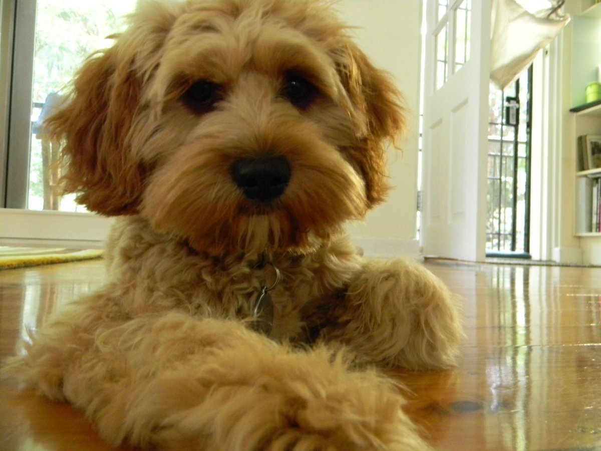 Бишон фризе