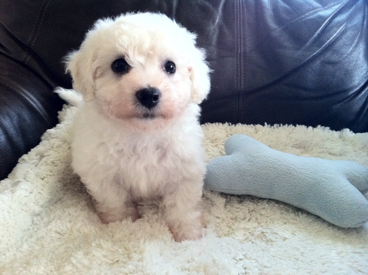 Собака белая с коричневыми пятнами длинношерстная