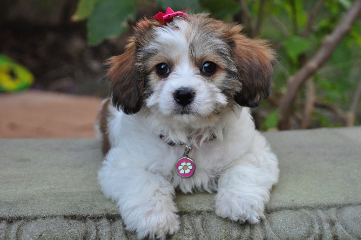 Кавашон спаниель