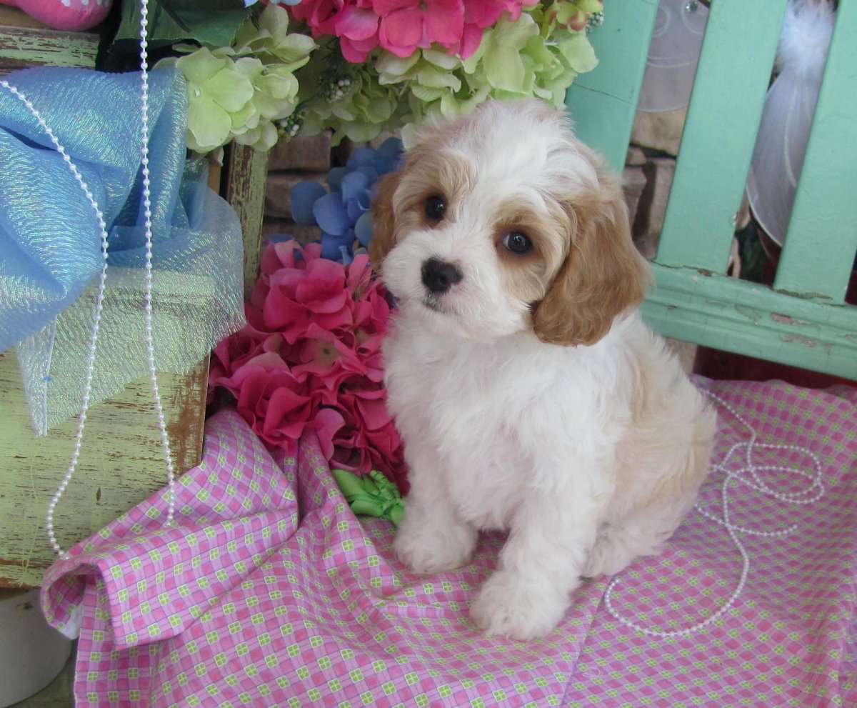 Хаванез терьер