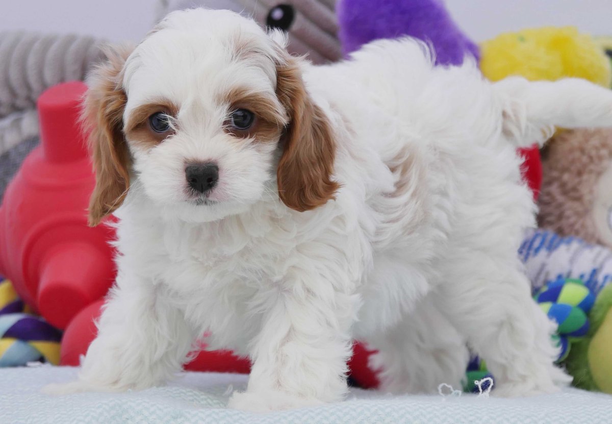 Кавашон щенки