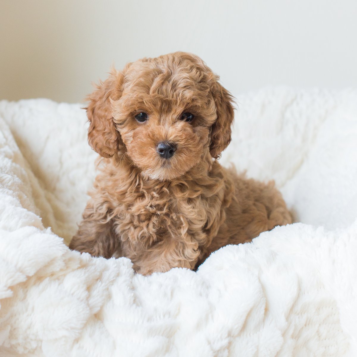 Кавашон собака фото взрослой собаки