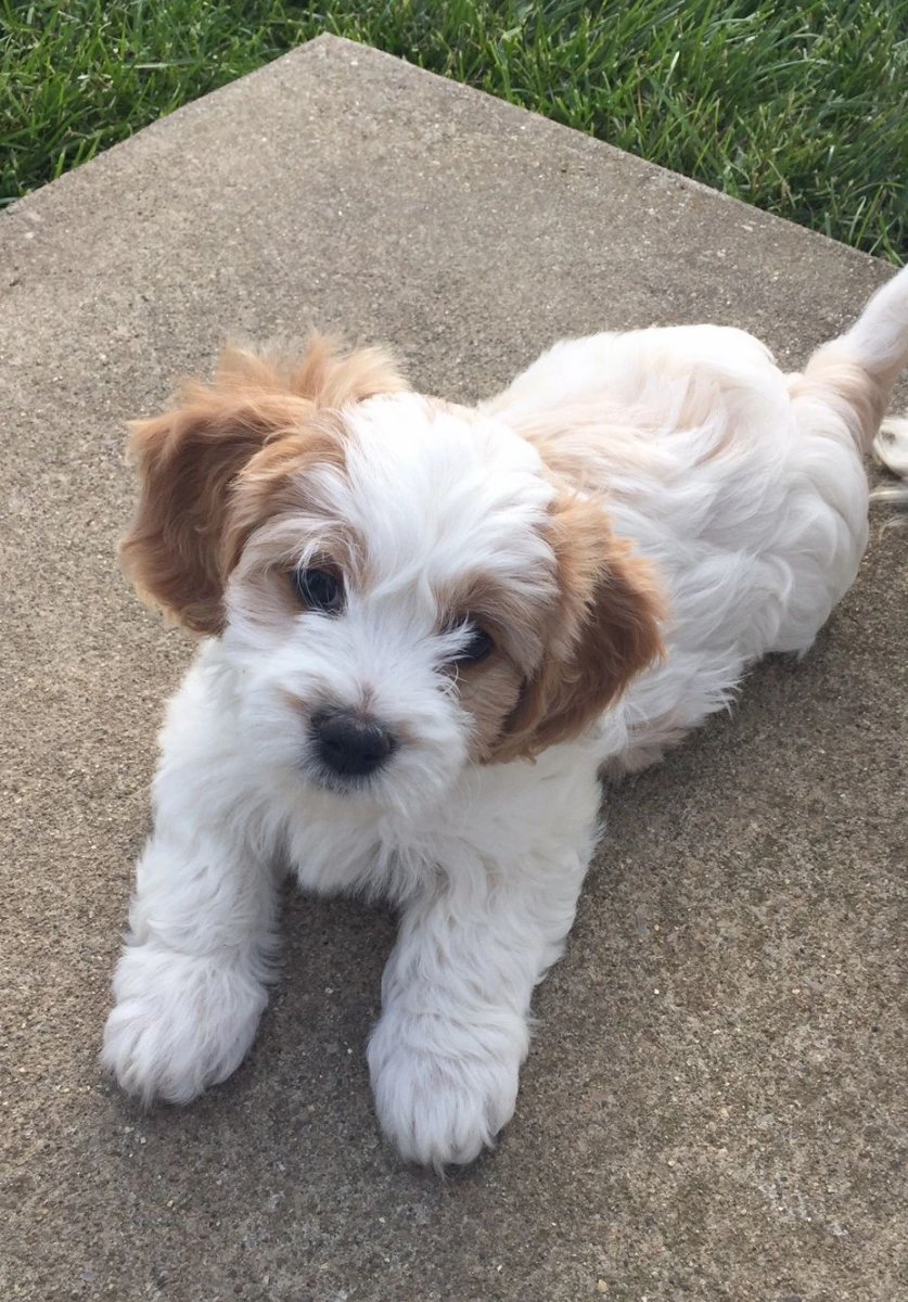 Кавашон собака