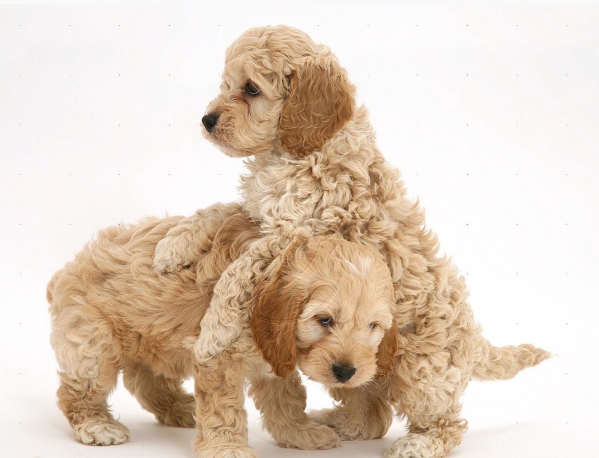 Бишон фризе голубой