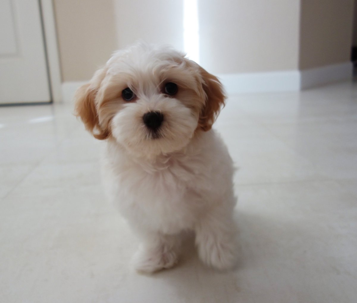 Хаванес грейп