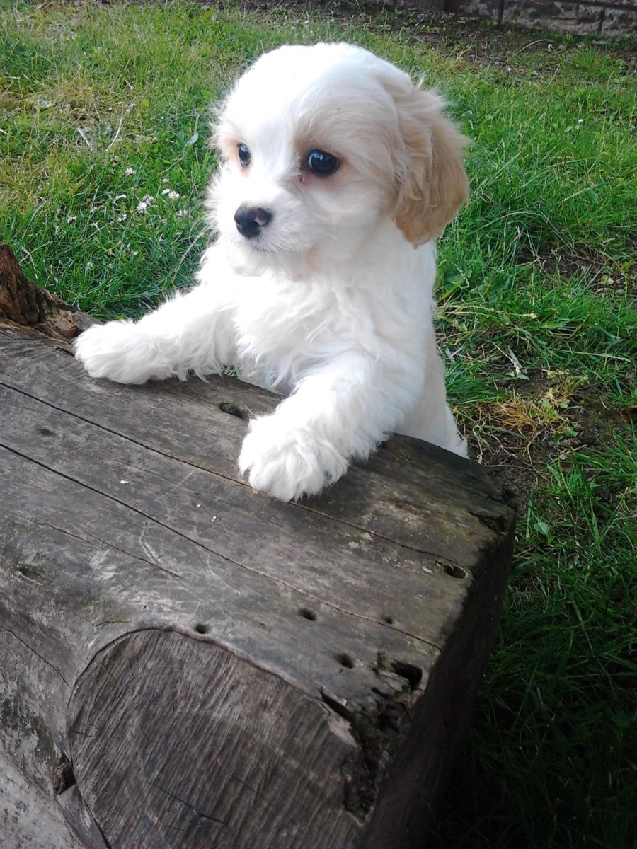 Кавашон собака