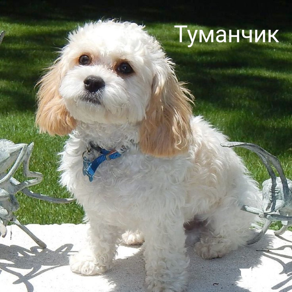 Мальтипу белая болонка