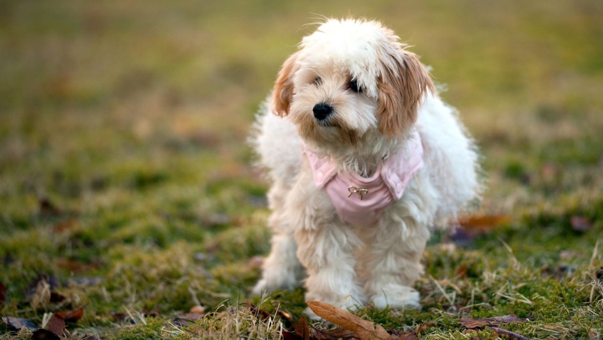 Гаванский Бишон хаванез