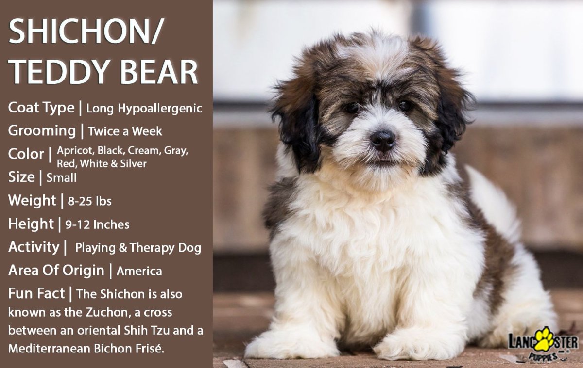 Кавашон Гаванский Бишон