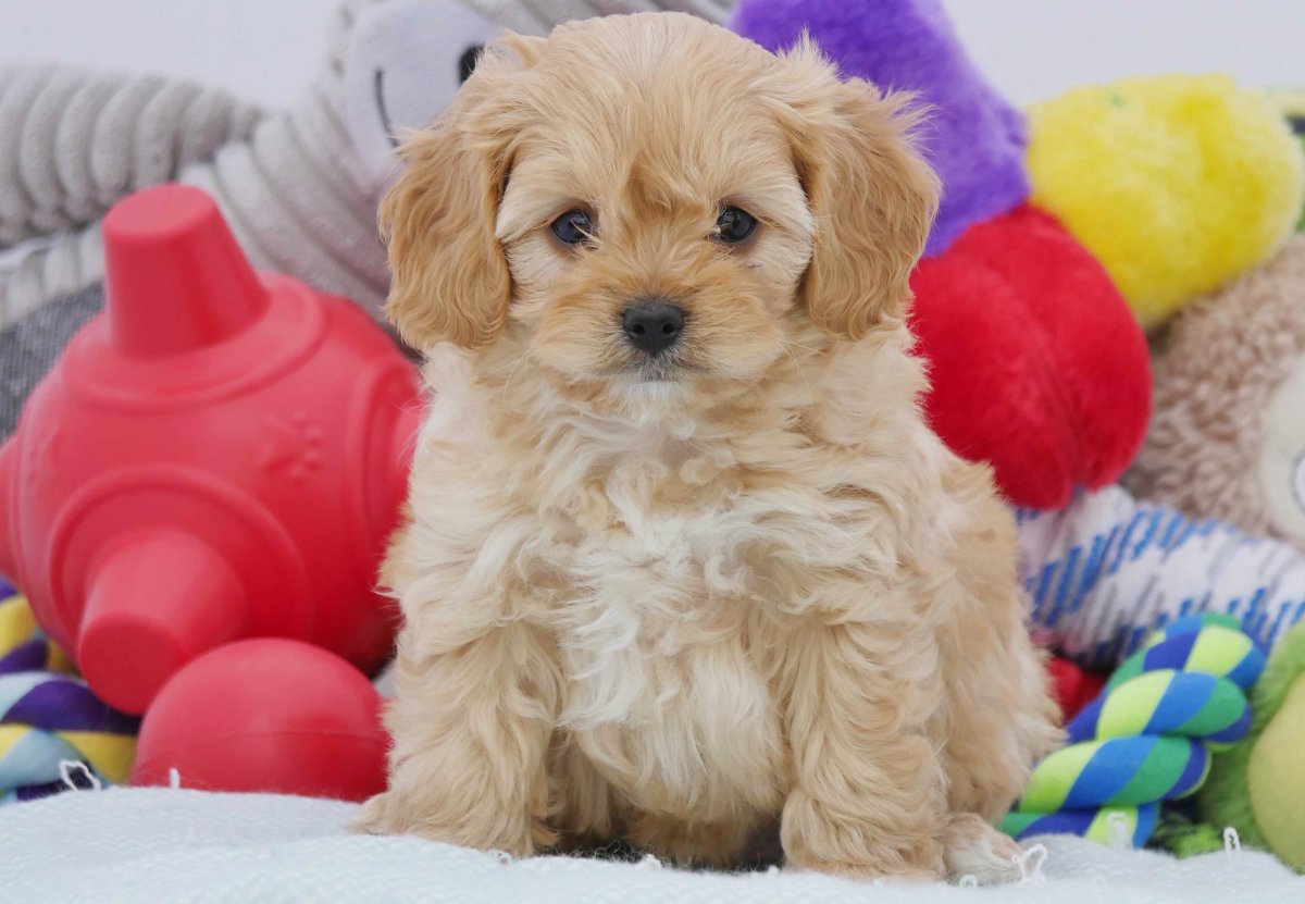 Мальтипу спаниель