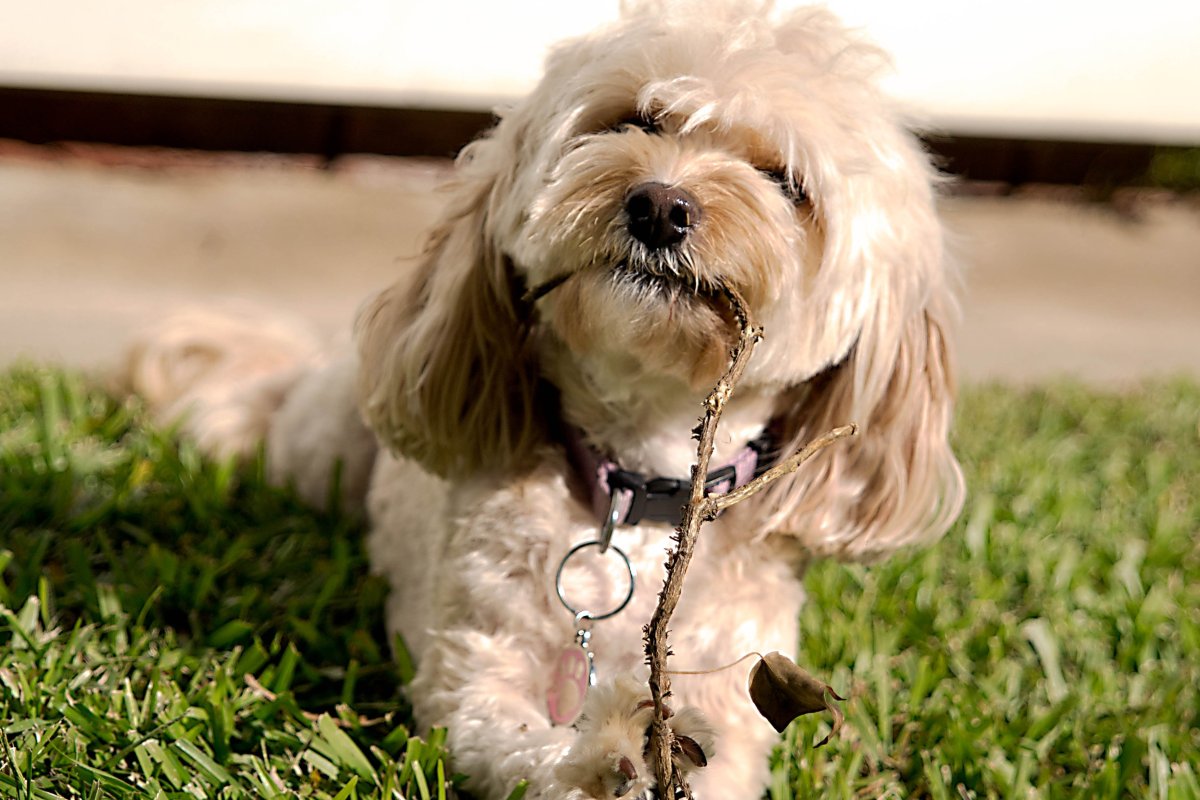 Кавашон собака