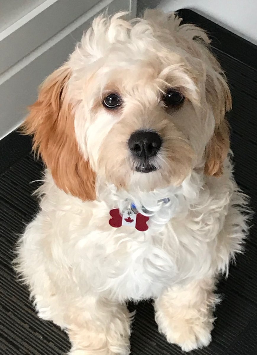 Кавашон собака фото