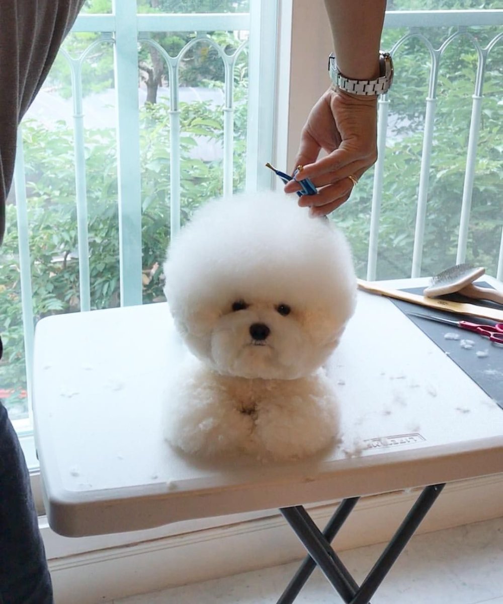 Щенки Кавапу