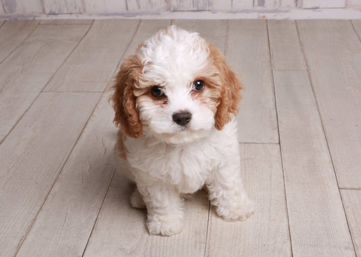 Бишон фризе черный