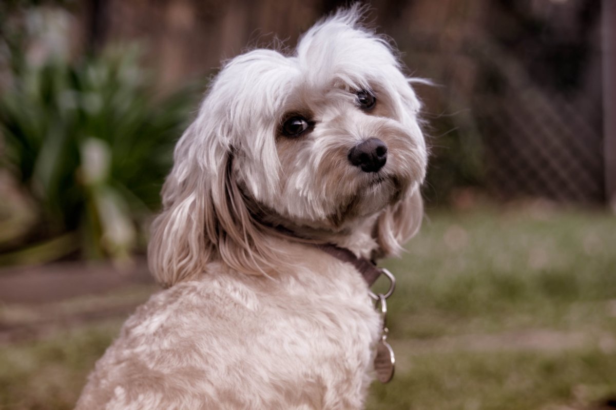 Мальтипу гладкошерстный