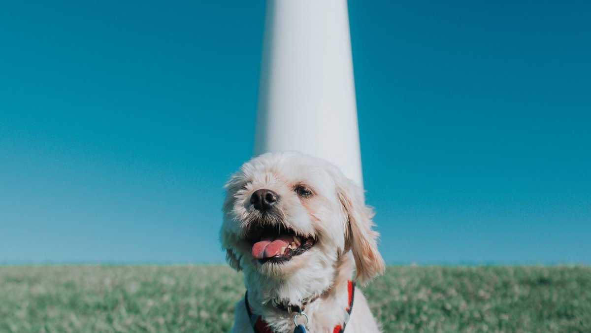 Кавапу порода