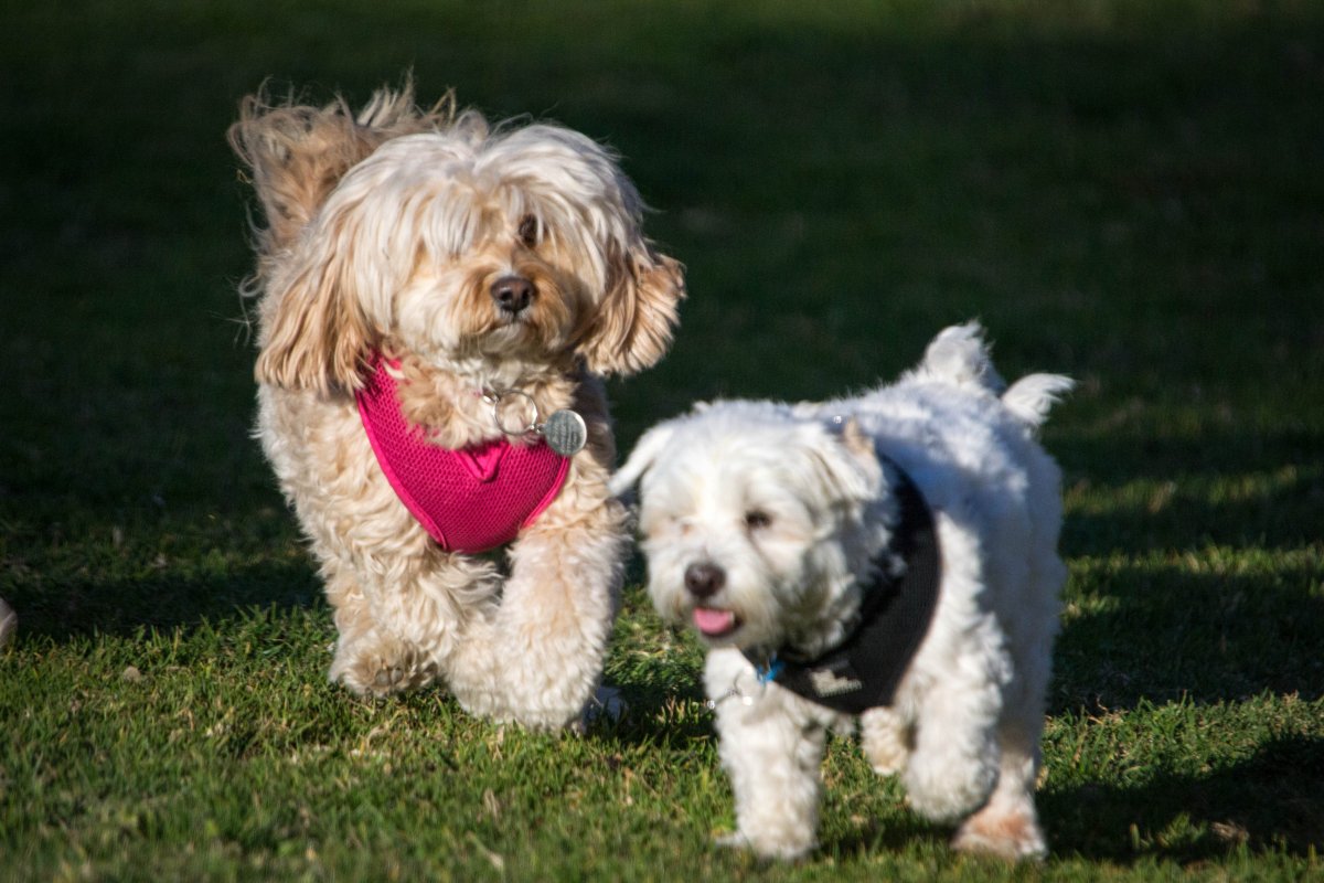 Кавашон собака фото