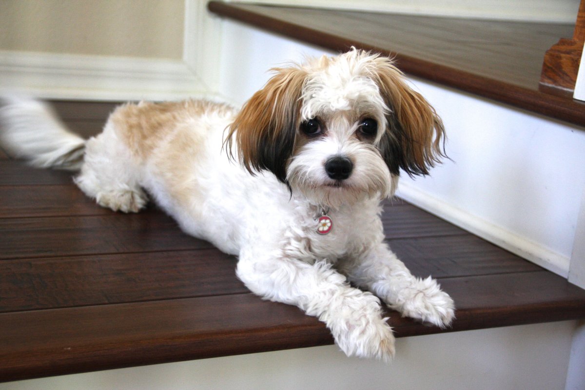 Порода Кавашон