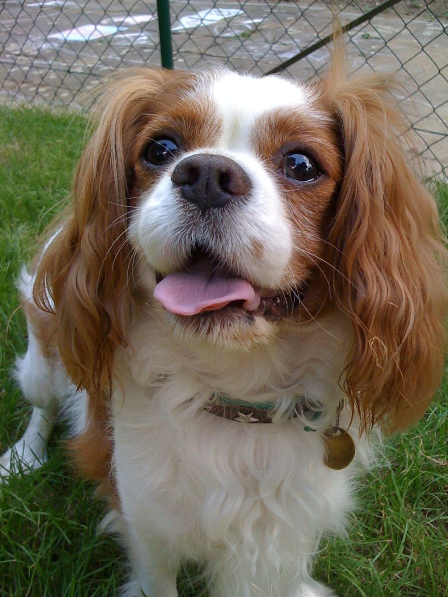 Бишон фризе и Мальтийская болонка отличия