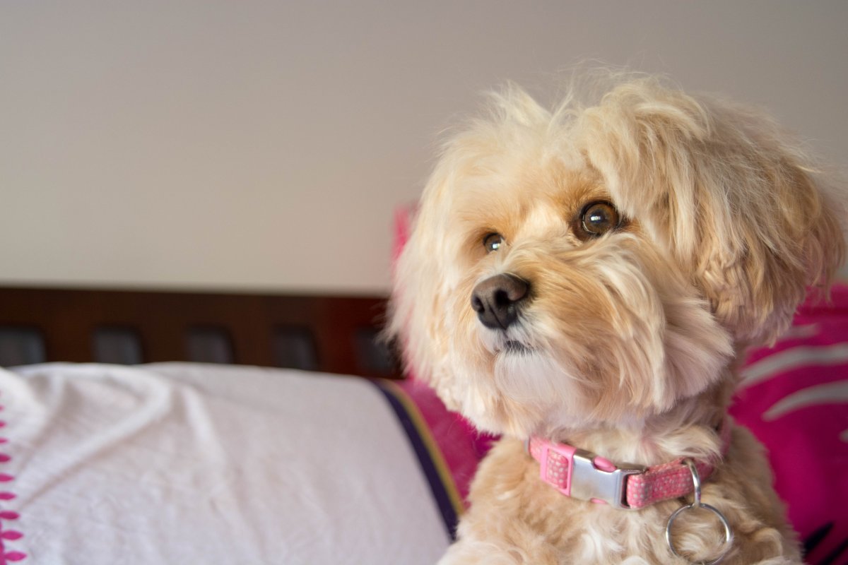 Кавашон собака