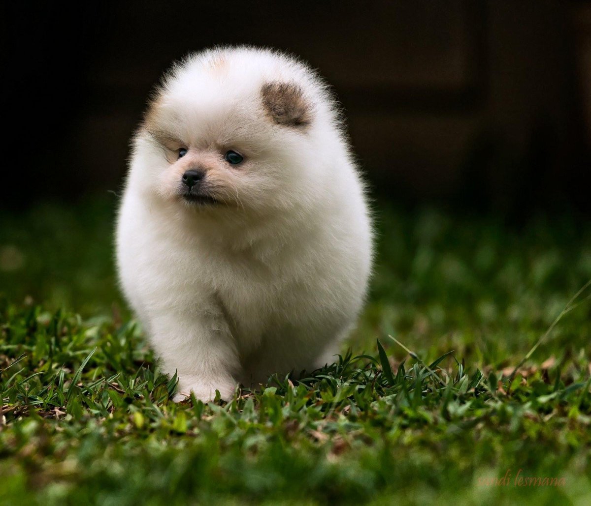 Померанский шпиц