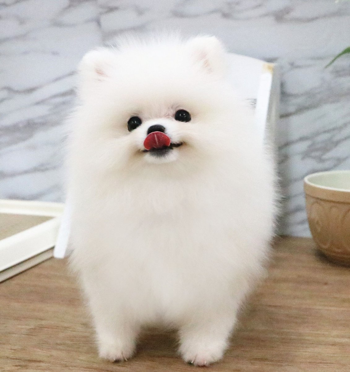 Померанский шпиц белый корейский