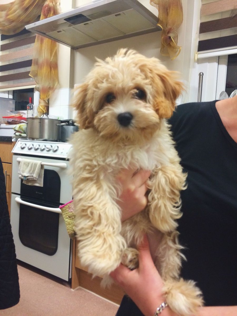 Бишон фризе милые стрижки