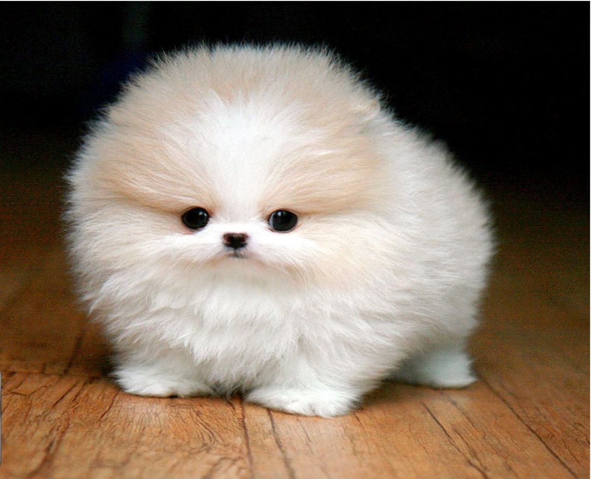 Шпиц медвежьего типа