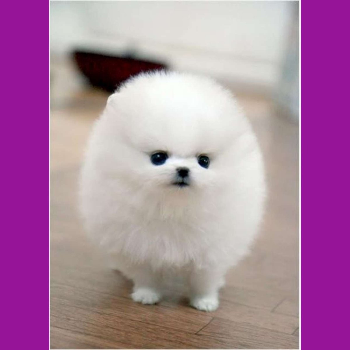 Маленькая пушистая собачка похожая