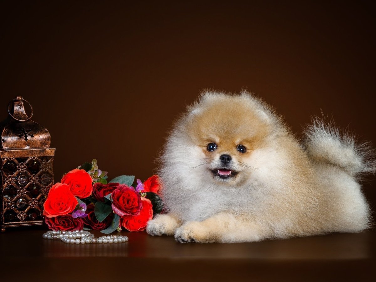 Щенки шпица