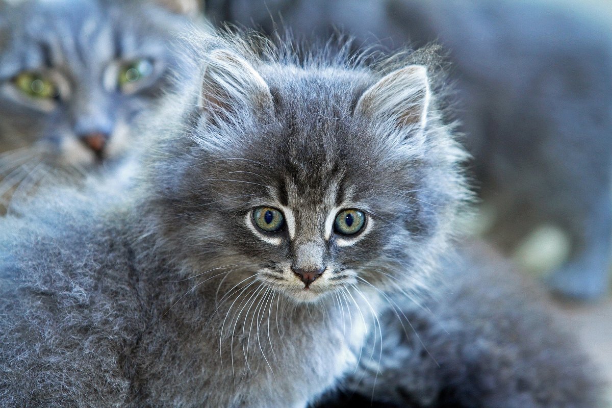 Взъерошенный кот