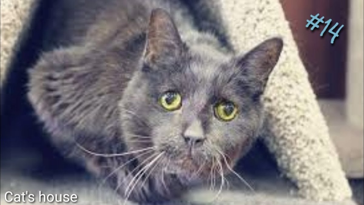 Котенок с заколкой